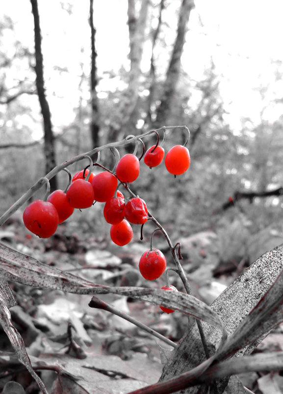 осенние ягоды - Виктор осенние ягоды - Виктор
