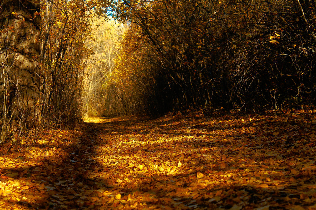 Краски осени - Мария Ставицкая Краски осени - Мария Ставицкая