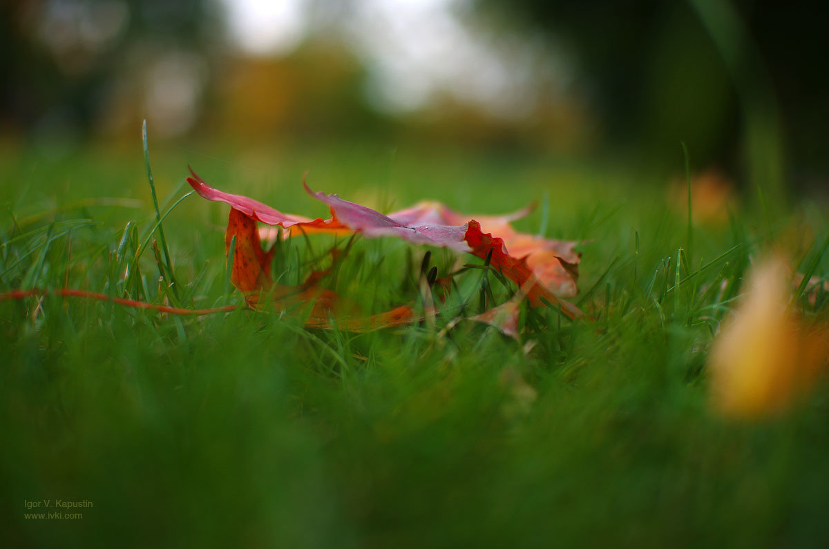 *** - Игорь В. Капустин