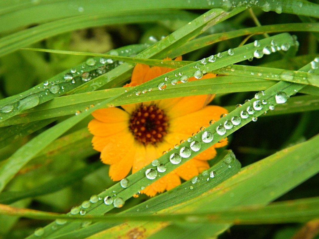 Последнее цветение - Елизавета Хохлова