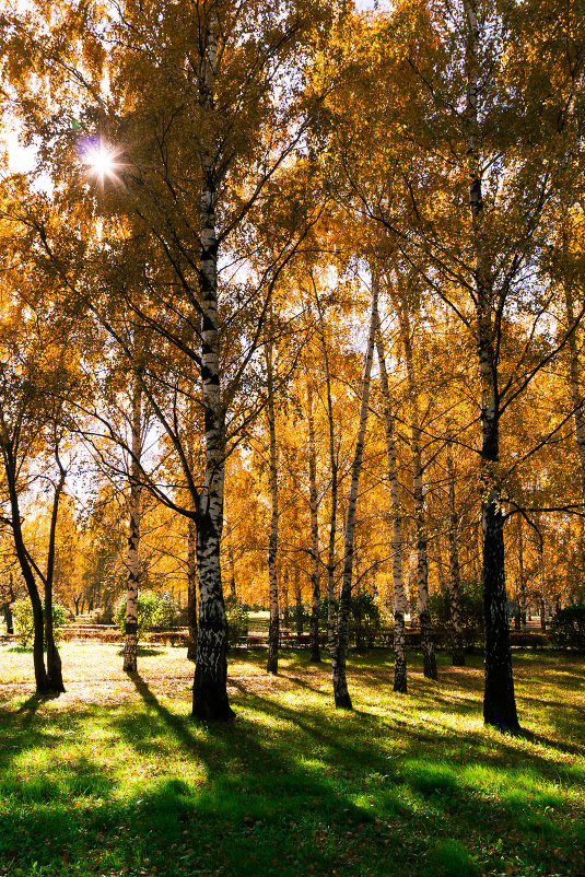 Осень - Svetlana Orinina