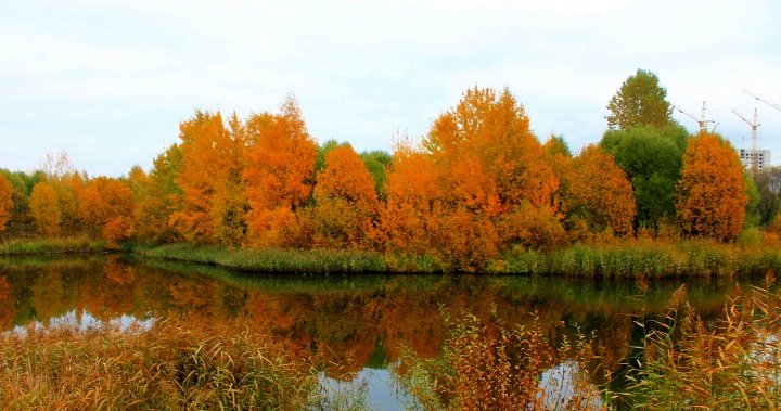 Желтая осень - Вика Курилова