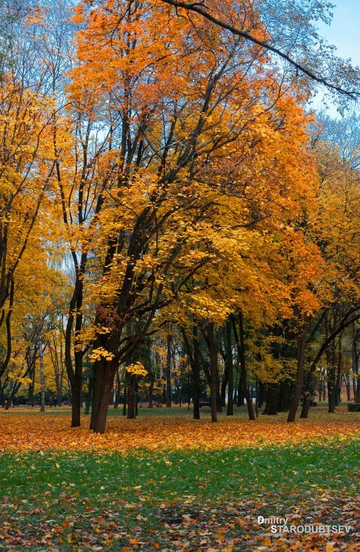Пять шагов осени - Дмитрий Стародубцев
