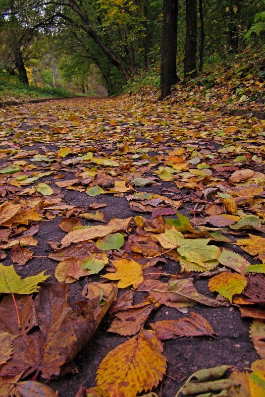 Золотистый ковер - Павел Зюзин