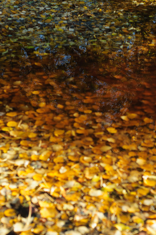 Осень в луже. - Irin M.