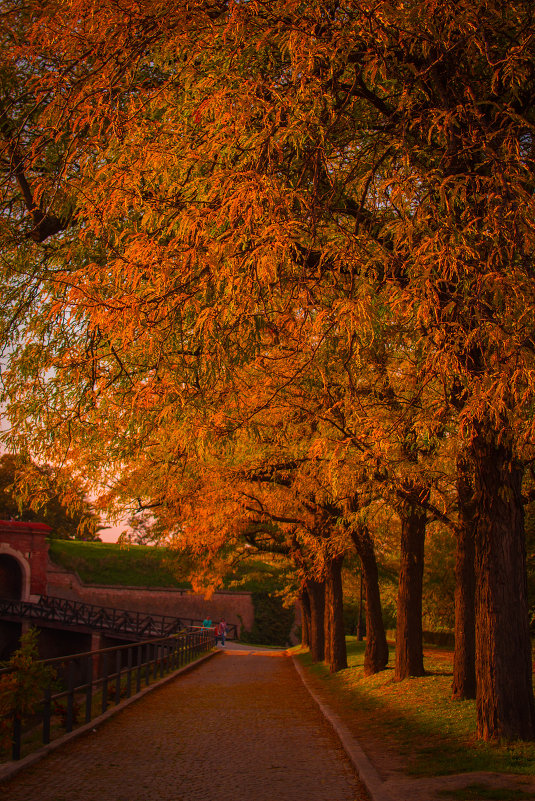 autumn - freetimephoto free