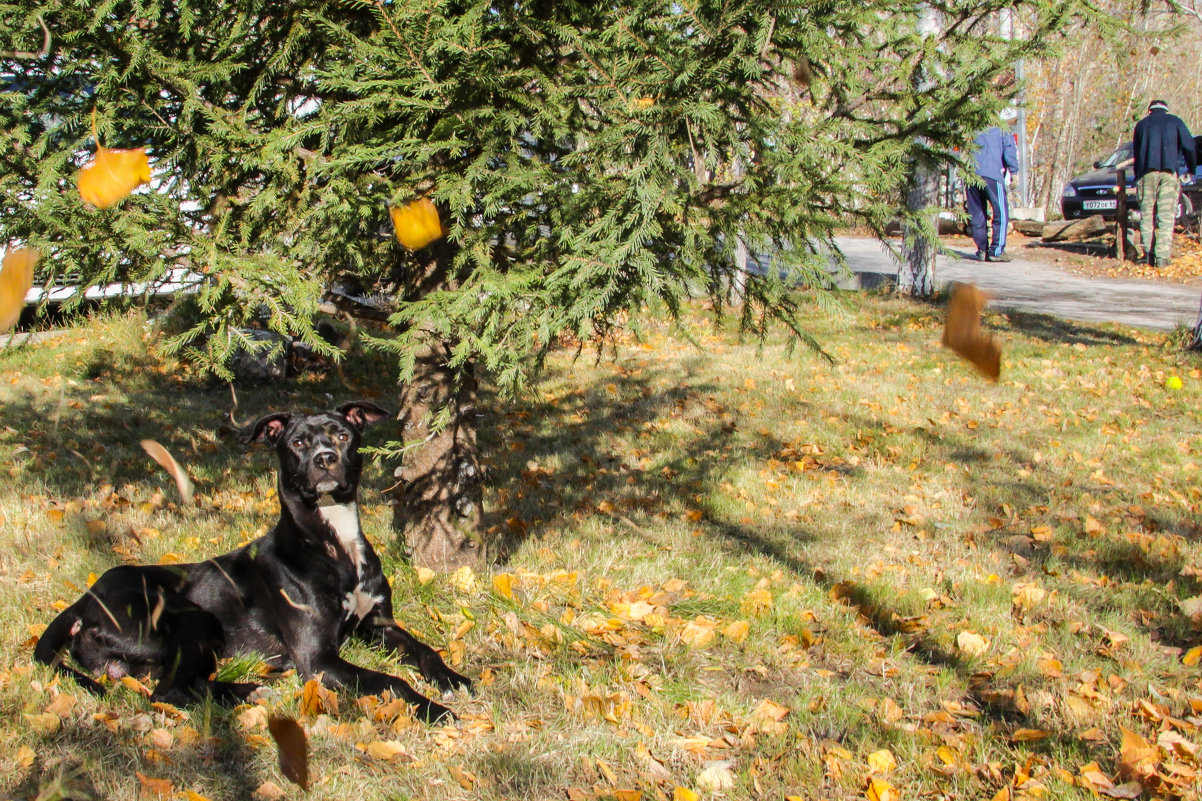 ... листья летят ... - Роман 