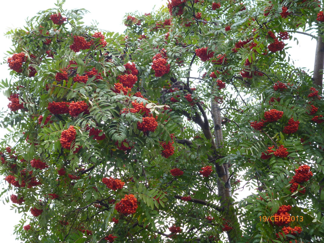 Рябинушка... - Александр Гребенщиков