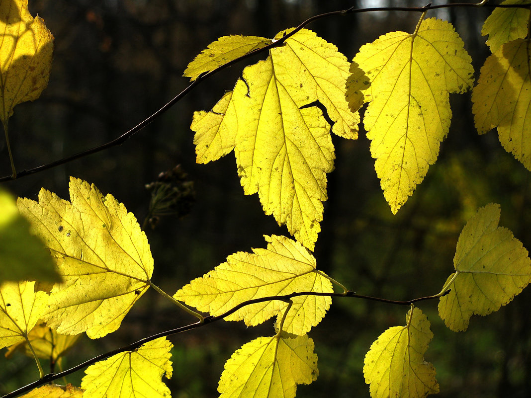 Осень - она не спросит - Татьяна Беляева