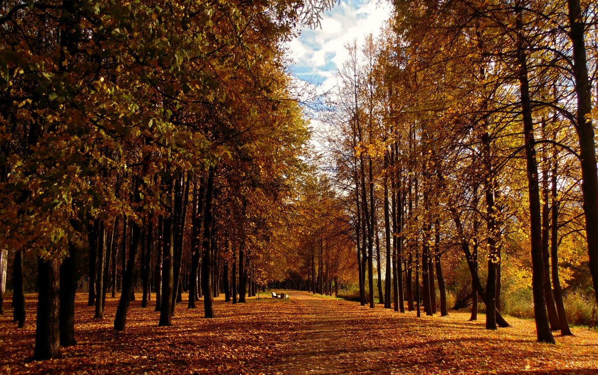Осенний парк - Ольга Минина