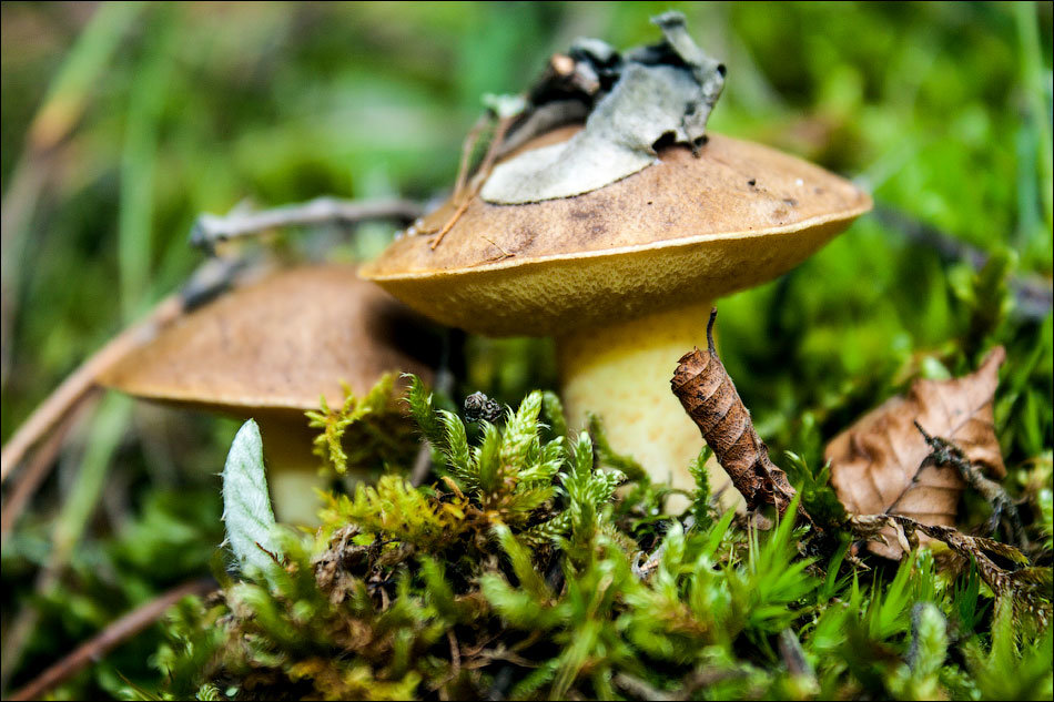 Грибная пора - ale uro