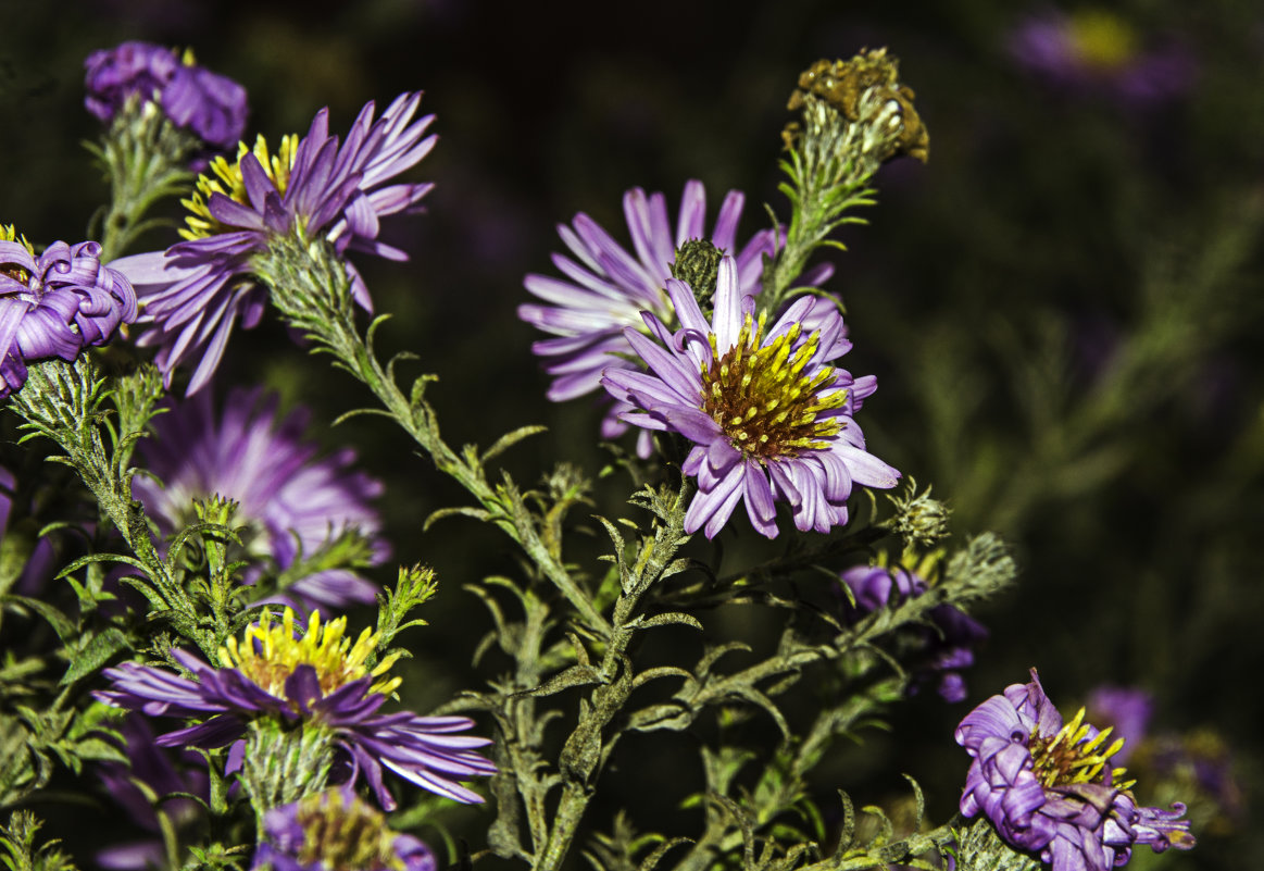 Осенние цветы. - Олег Чернецов Осенние цветы. - Олег Чернецов