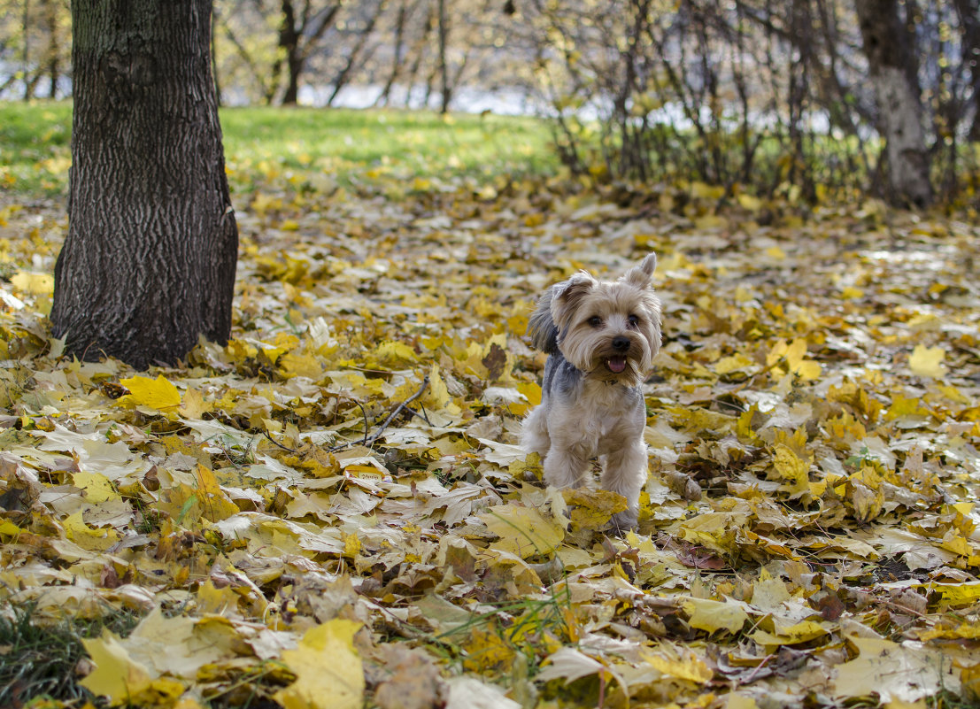 Позитифф - Светлана Тишкова