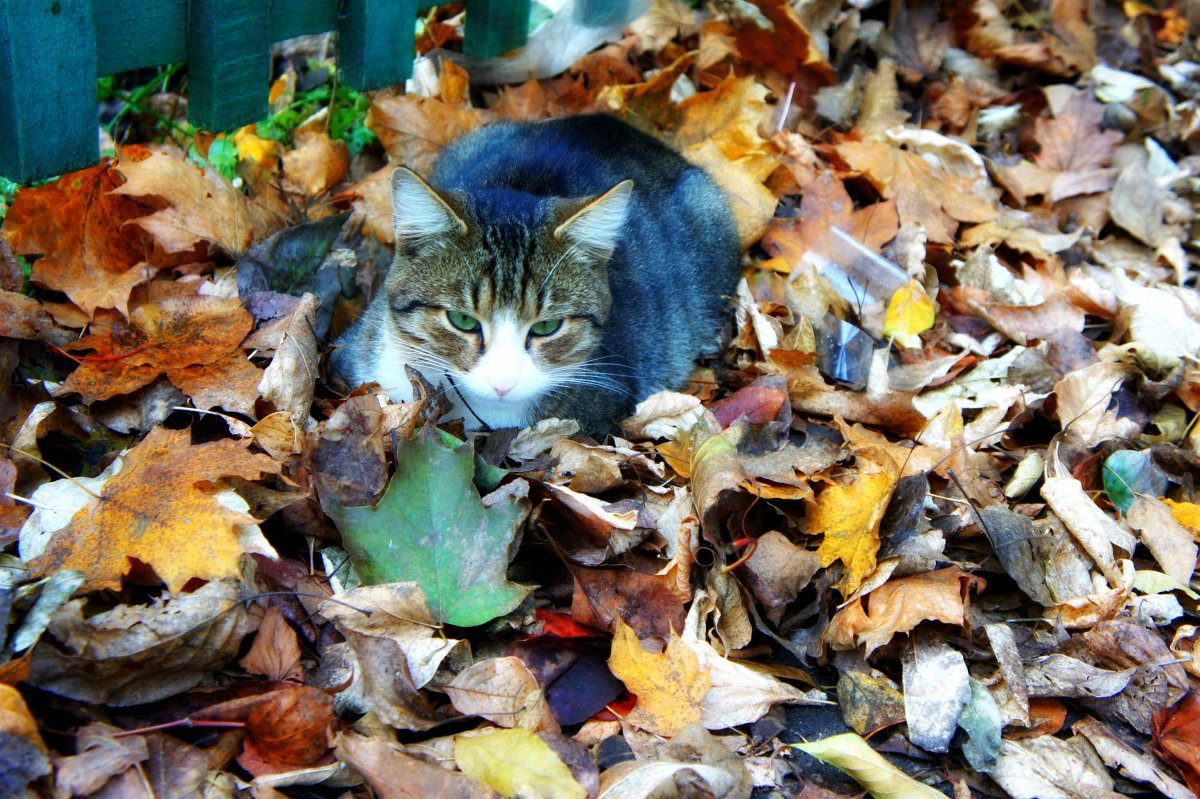 Погружение в осень... - Валерия Белова