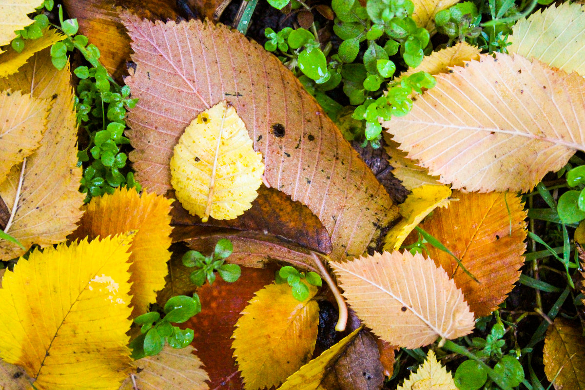 ... - Татьяна Басараб