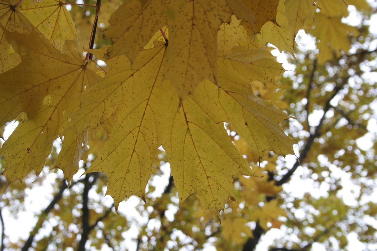 Золото осени - Татьяна Великанова