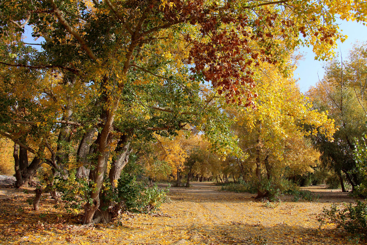 Золотая осень - Dr. Olver