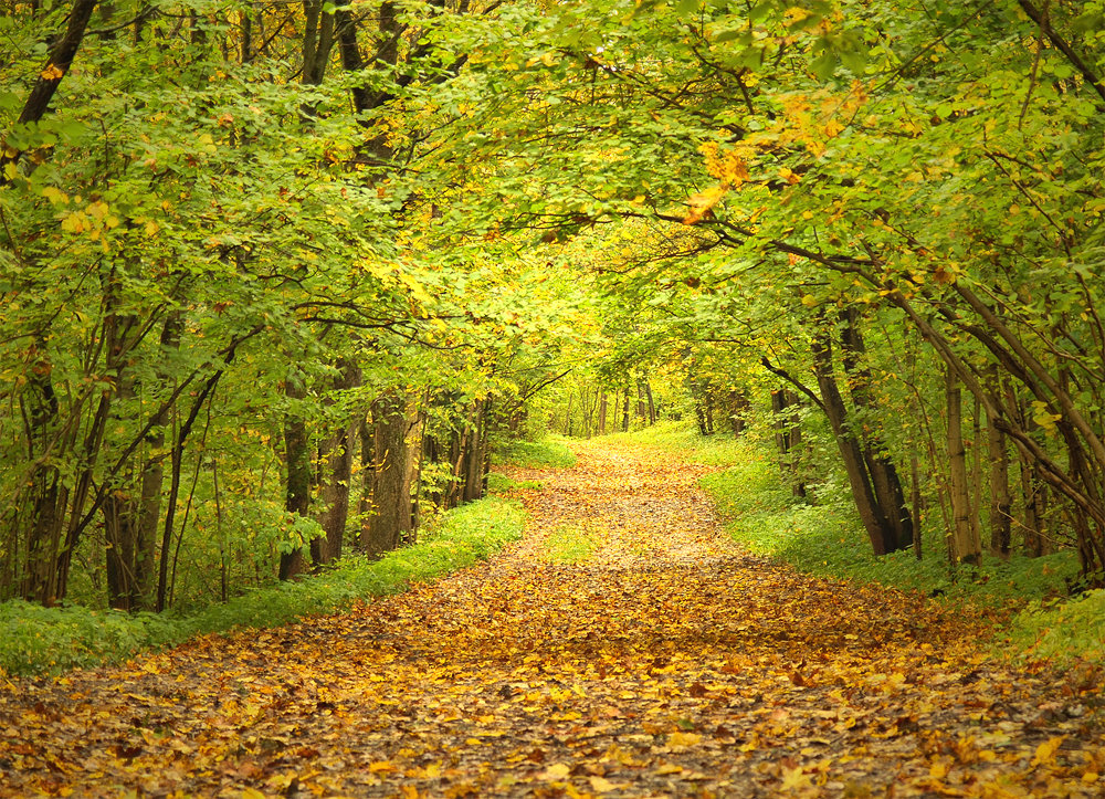 Дорога в осень - Максим Судаков