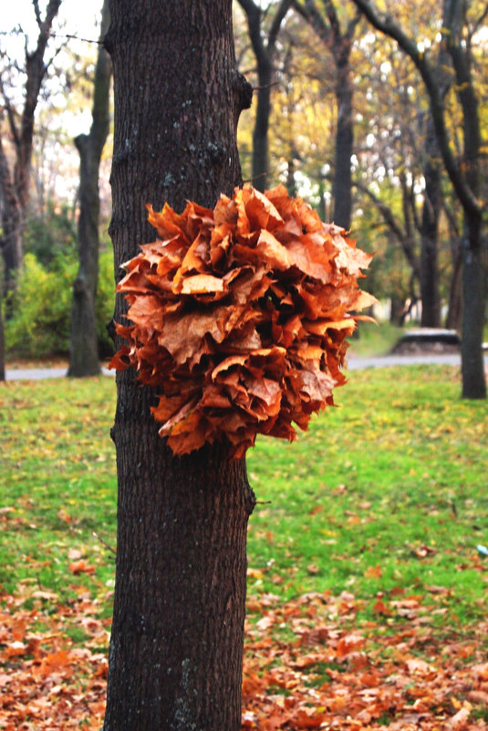 Венок осени - Светлана Кузнецова - Евтодий