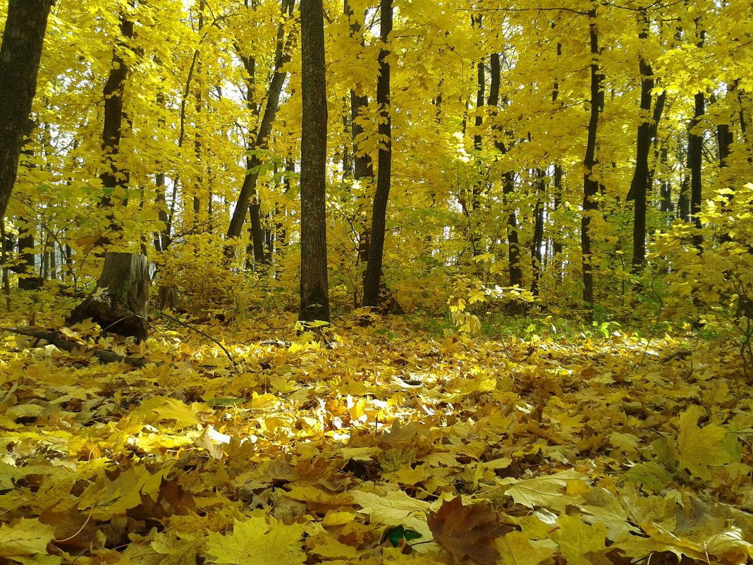 Золото осени - Александр Швец