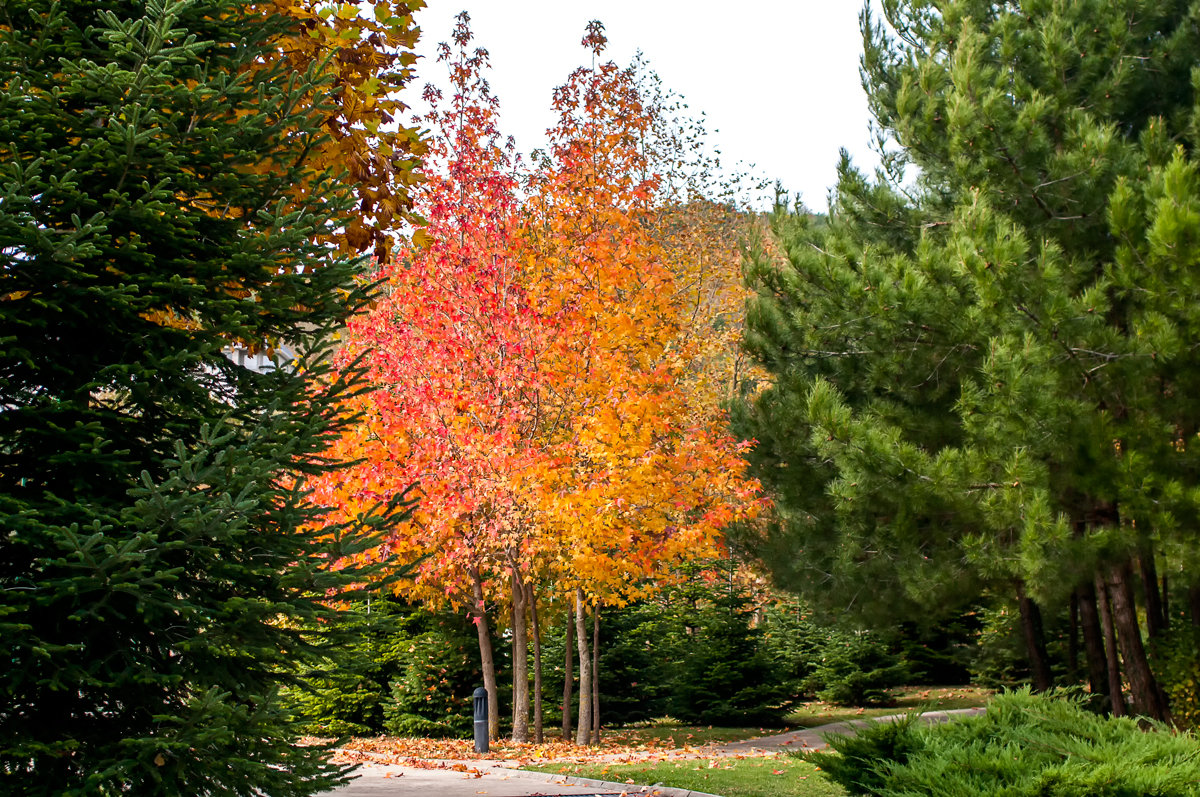 Осенний контраст - Роман Приходько