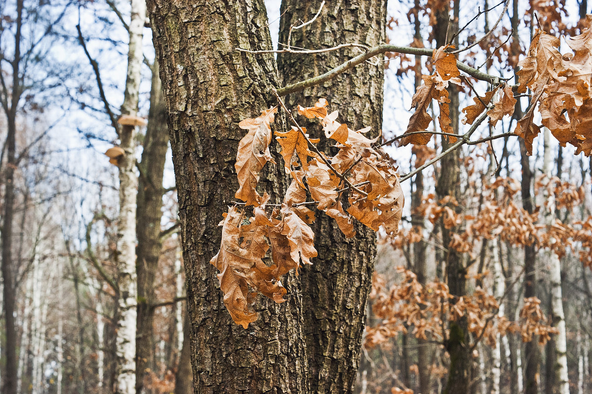 Осенний лес. - Генрих 