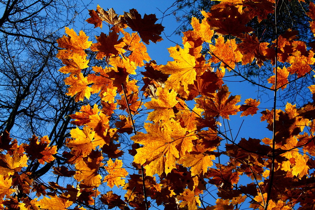 Осень. - Вадим. 