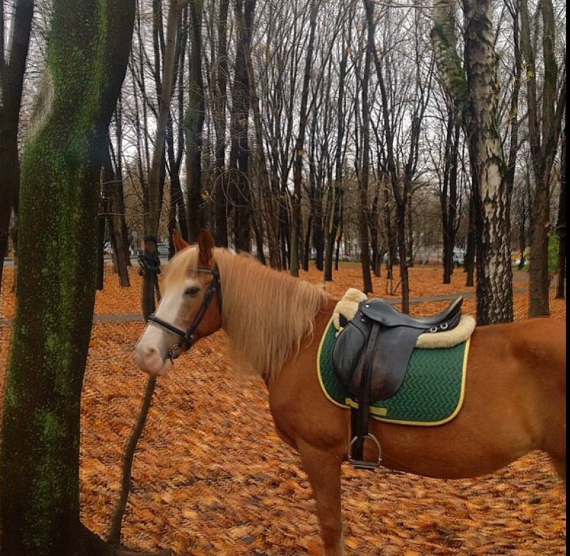 Краски природы - Елена 