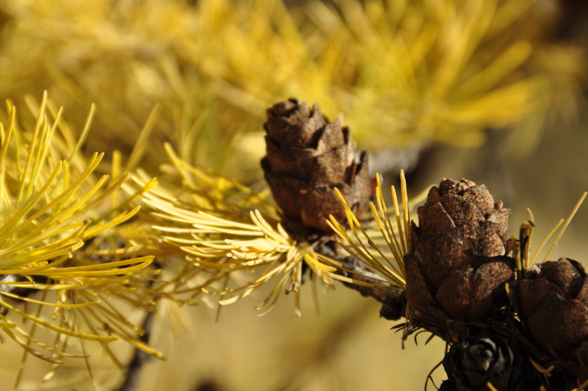 Лиственница - Владимир Бардин