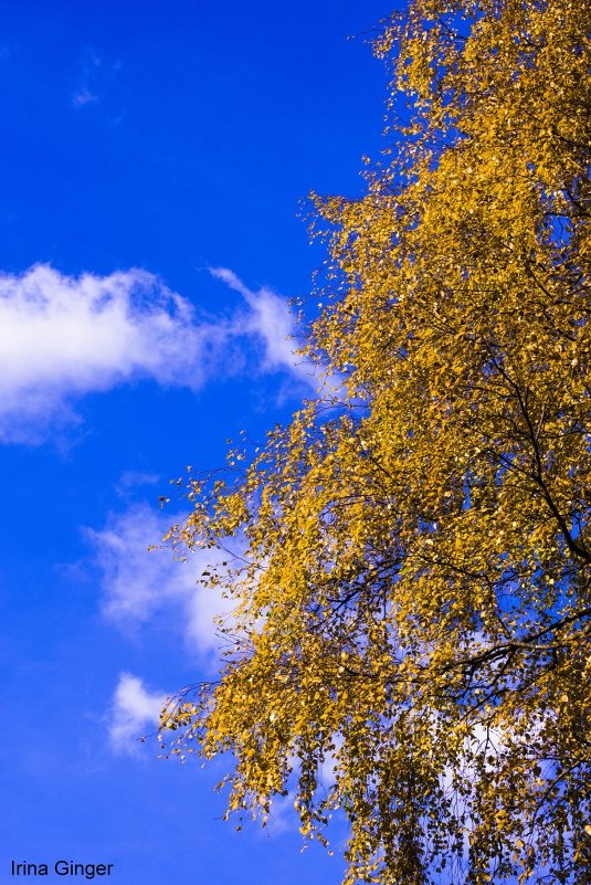 Купол неба ярко синий удивительно красивый! - Ирина Крохмаль Купол неба ярко синий удивительно красивый! - Ирина Крохмаль