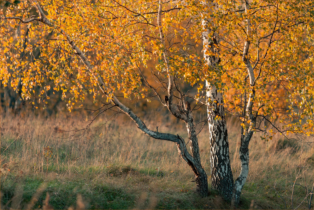 Порыжели - Gregory 