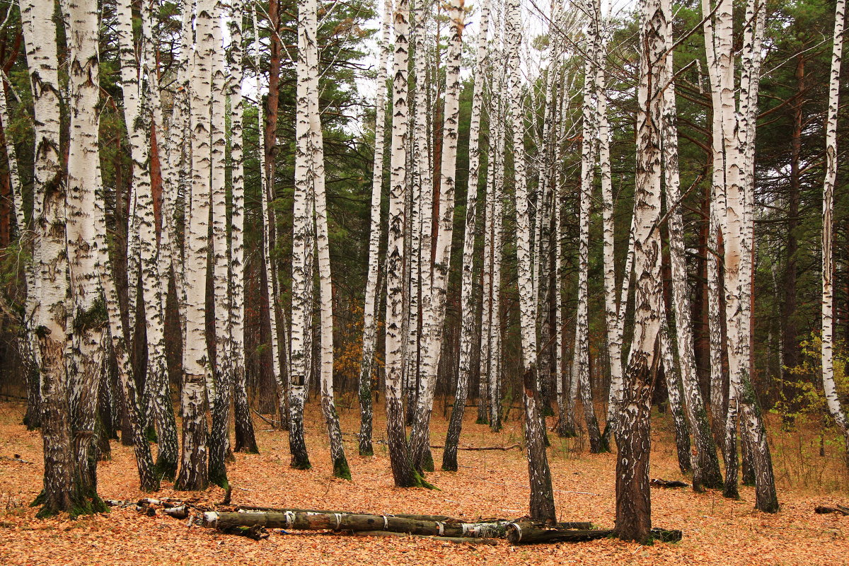 За берёзами  не  видно... - Nikolay  Aparin 