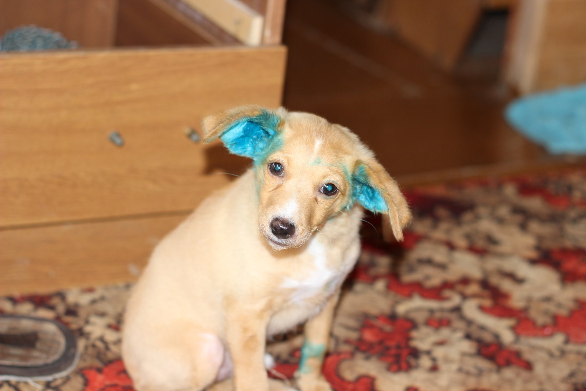 Мой пес - ВИТ АЛИЙ