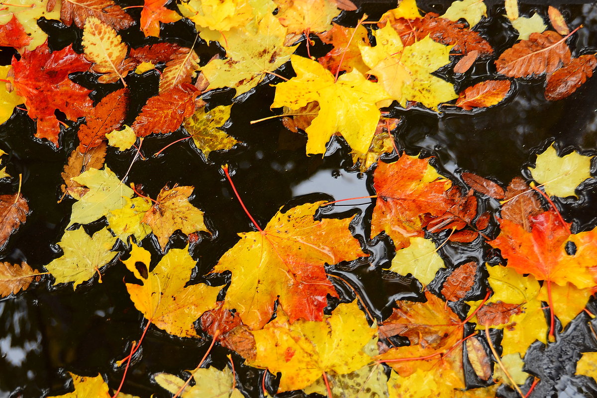 вот она, осень !!!! - ОЛЬГА СИЗОВА