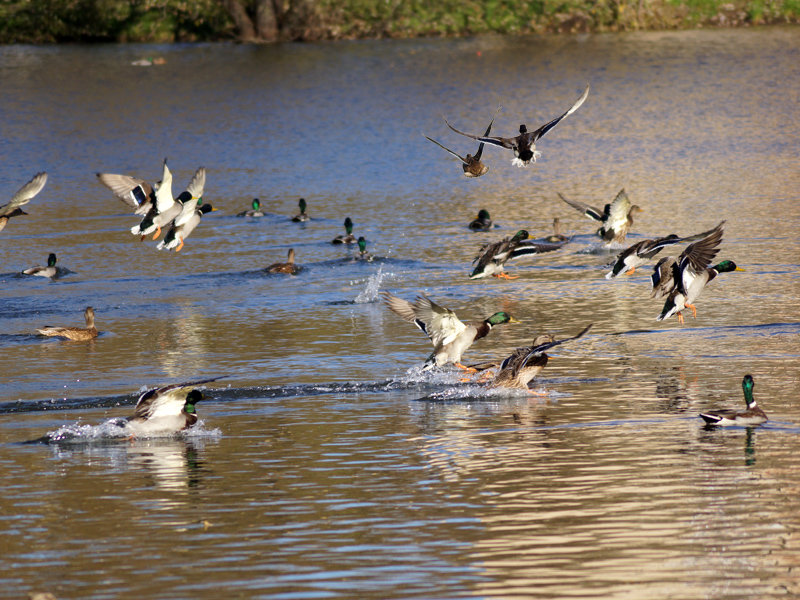 летят утки... - ОлЪг Милеев