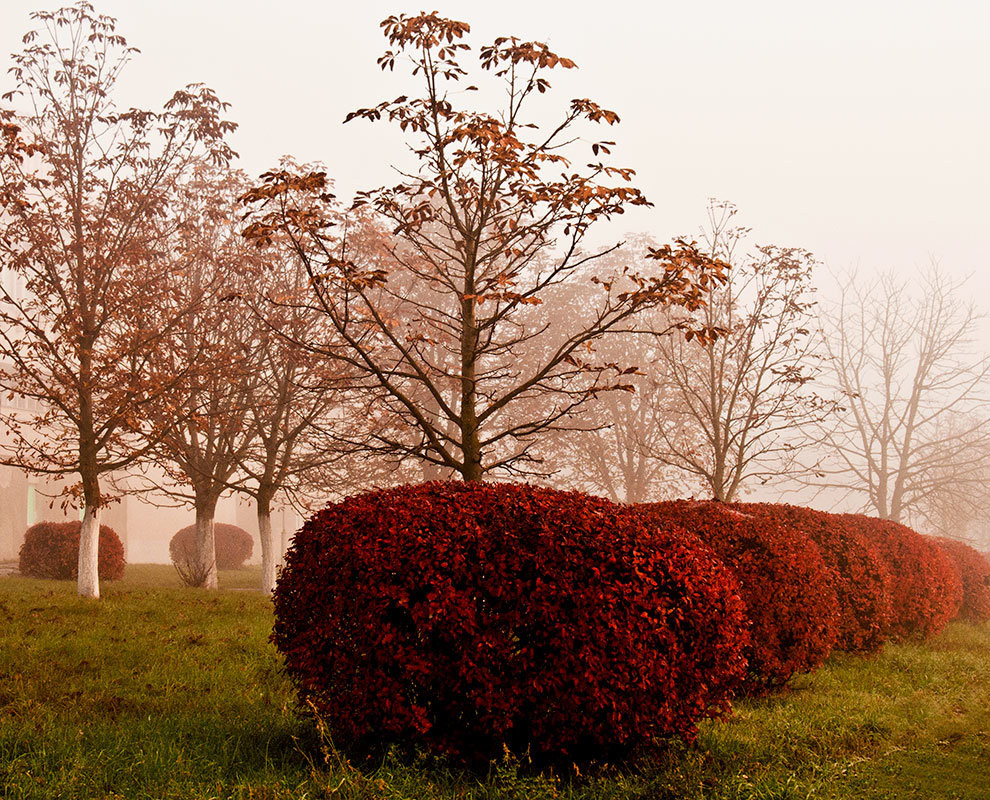 Утро туманное - Тамара Цилиакус