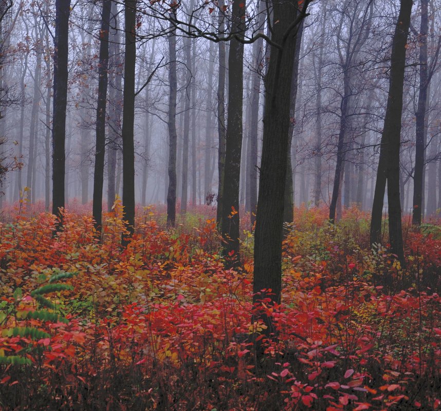 туманный лес - Сергей Лисевич