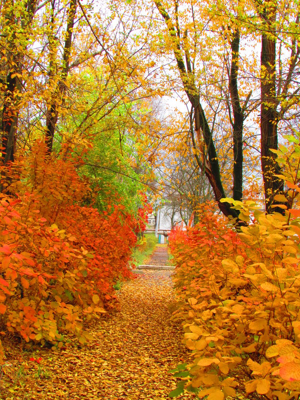 осень золотая - Marina Timoveewa