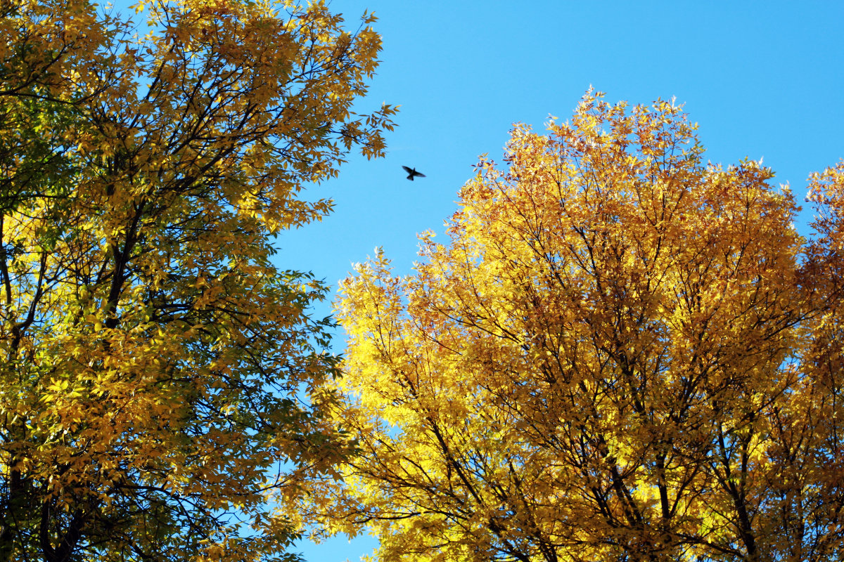 Красивая осень в полёте - Марина Захарина Красивая осень в полёте - Марина Захарина