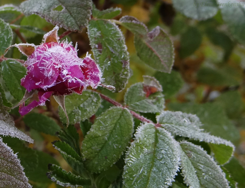... - Елена Тренкеншу