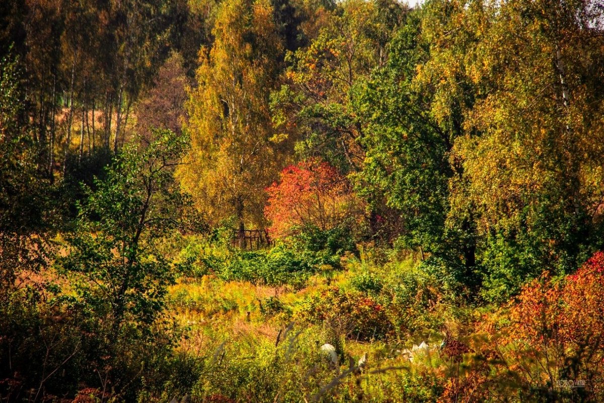 Осень маслом - Roman Korovkin