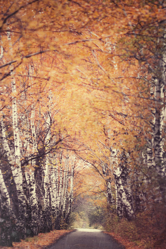 Березовая роща - Сергей Ткачев