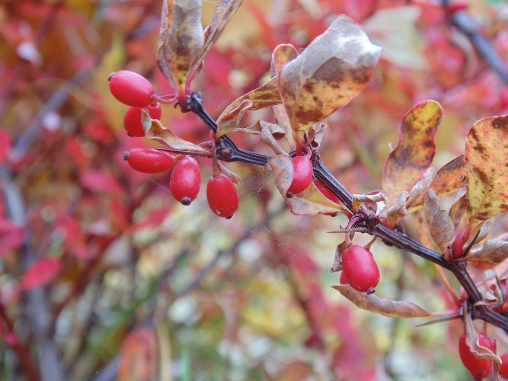 Бусинки:) - Анастасия 