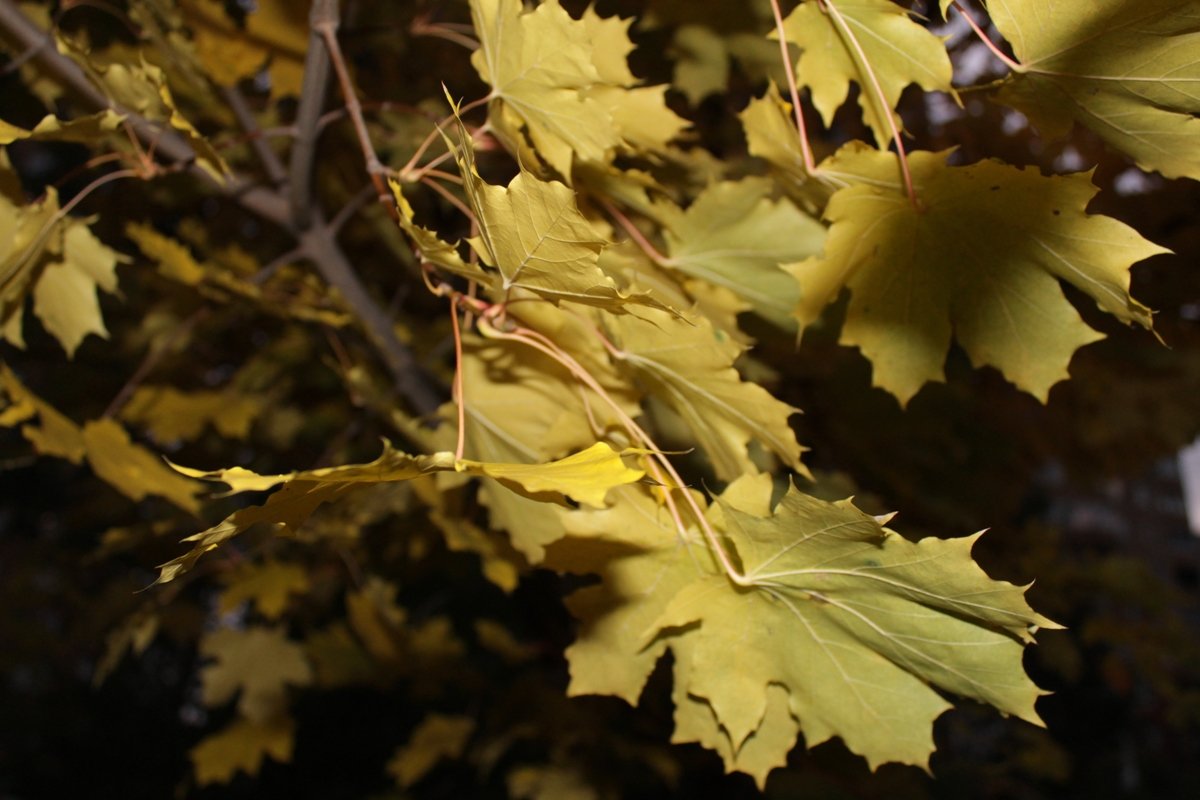 Листья клена.... - Анна 