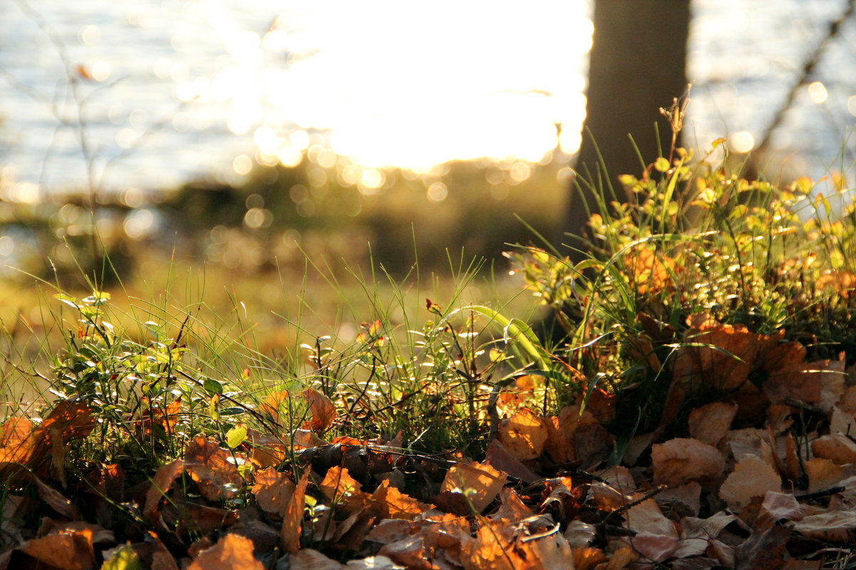 Улыбка осени.. - Татьяна Успенская