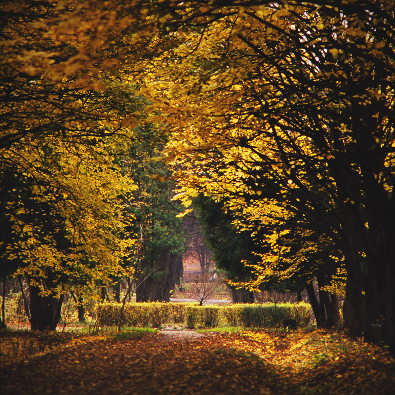 *** - Алексей Иванов