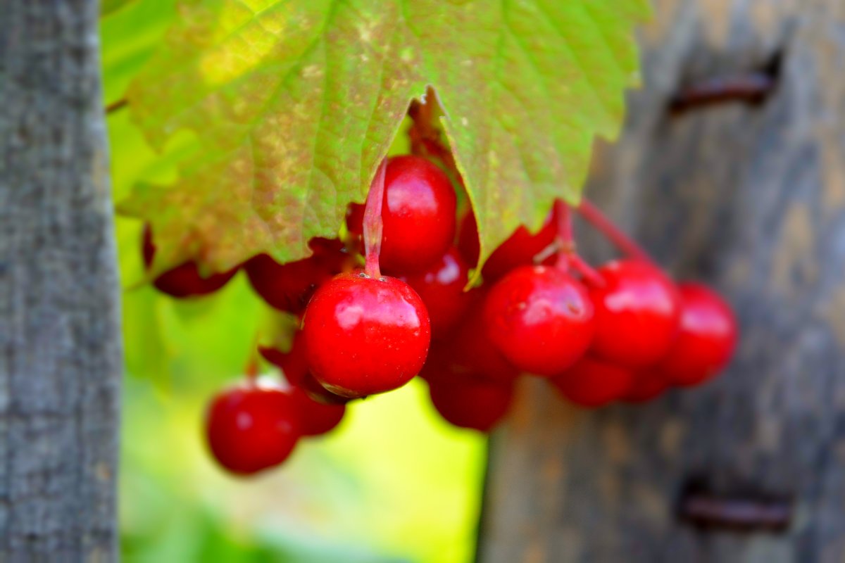 Краски - Дарья Довгопольская