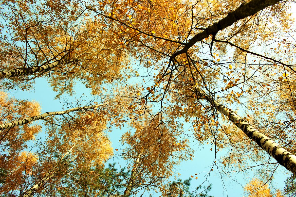 над нами солнце светит - Екатерина 