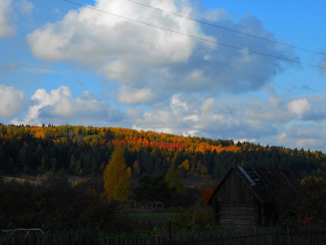 Осенний лес... - Полина Николаева