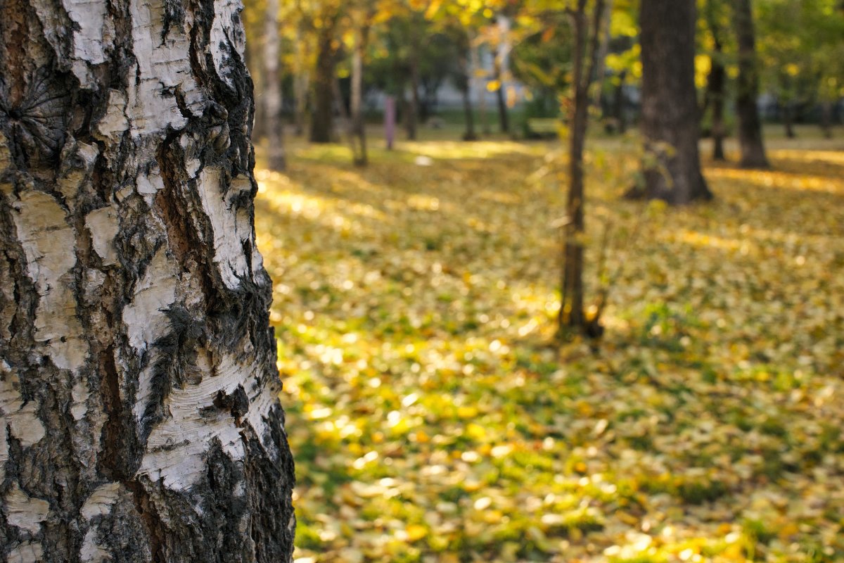 Осень в парке - Алексей 